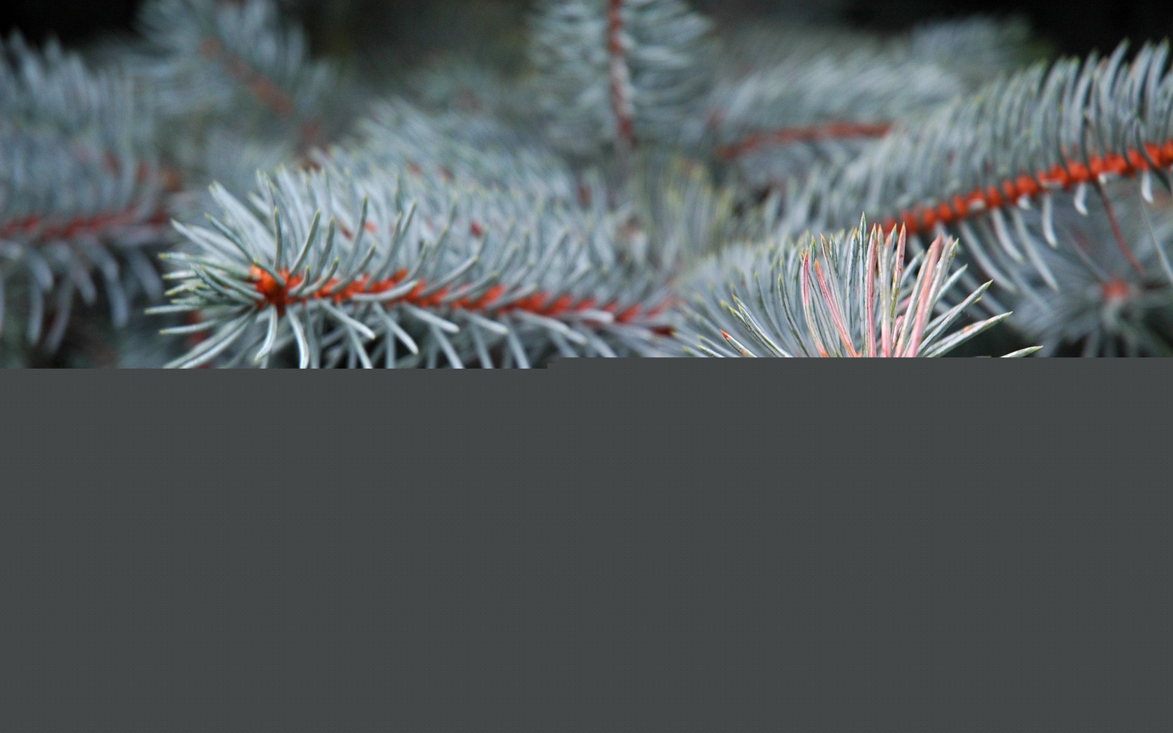 Ветки голубой ели обои