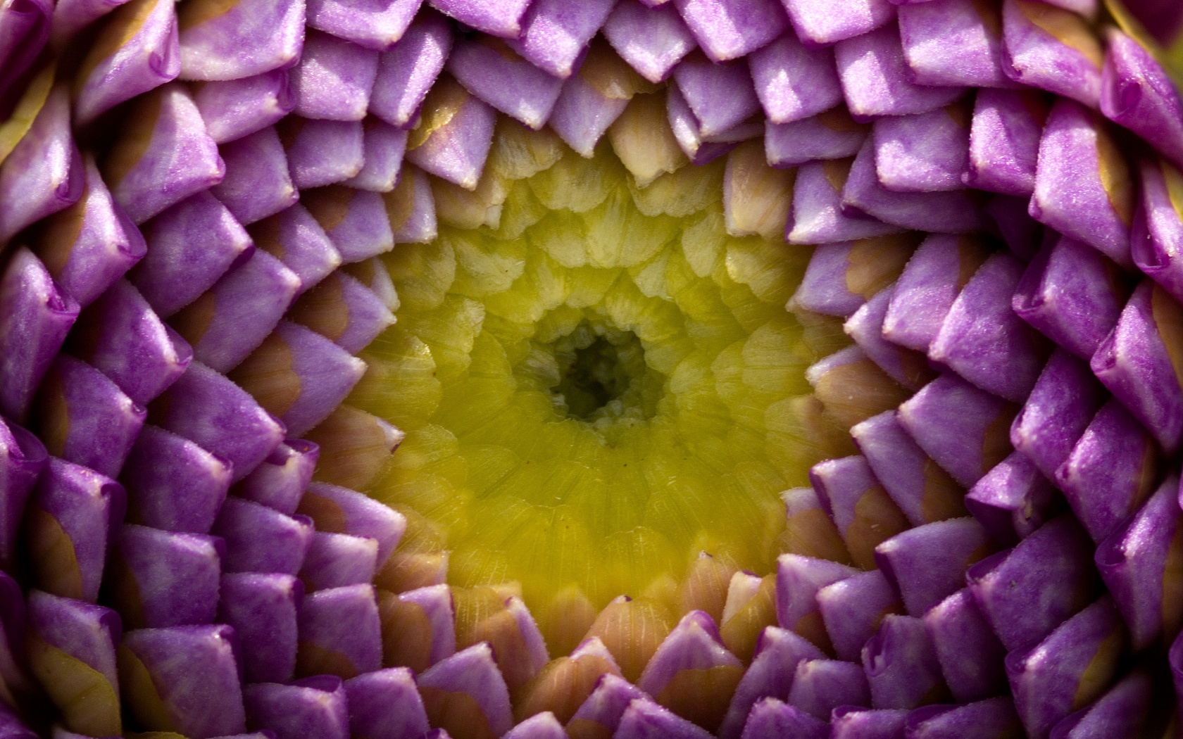 Сердцевина цветка обои