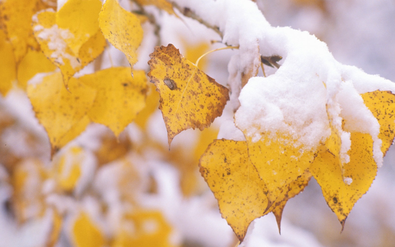 Первый снег обои