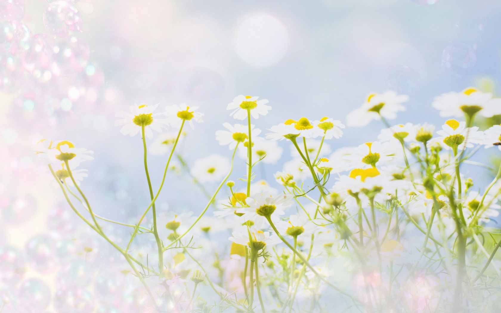 Цветочное лето обои