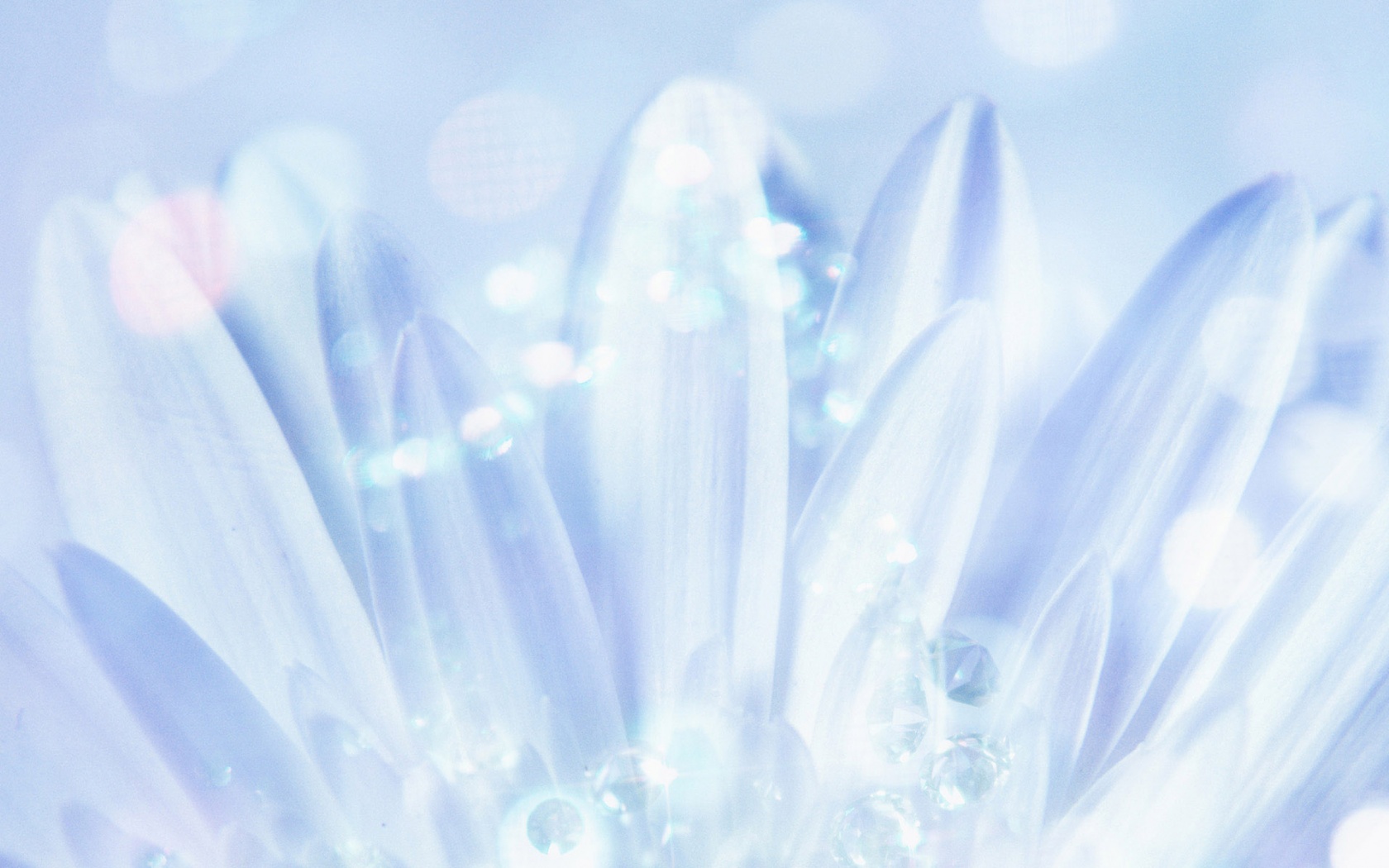 Белые лепестки обои