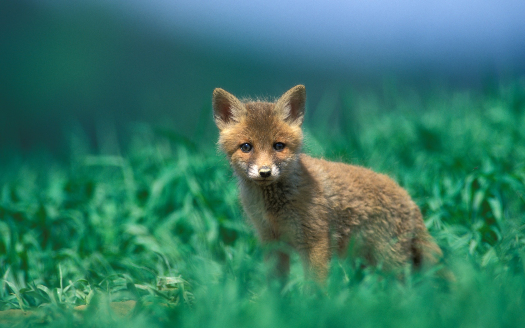 Удивлённый лисёнок обои