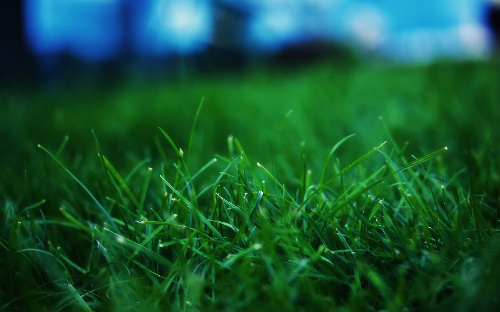 Сочная трава обои