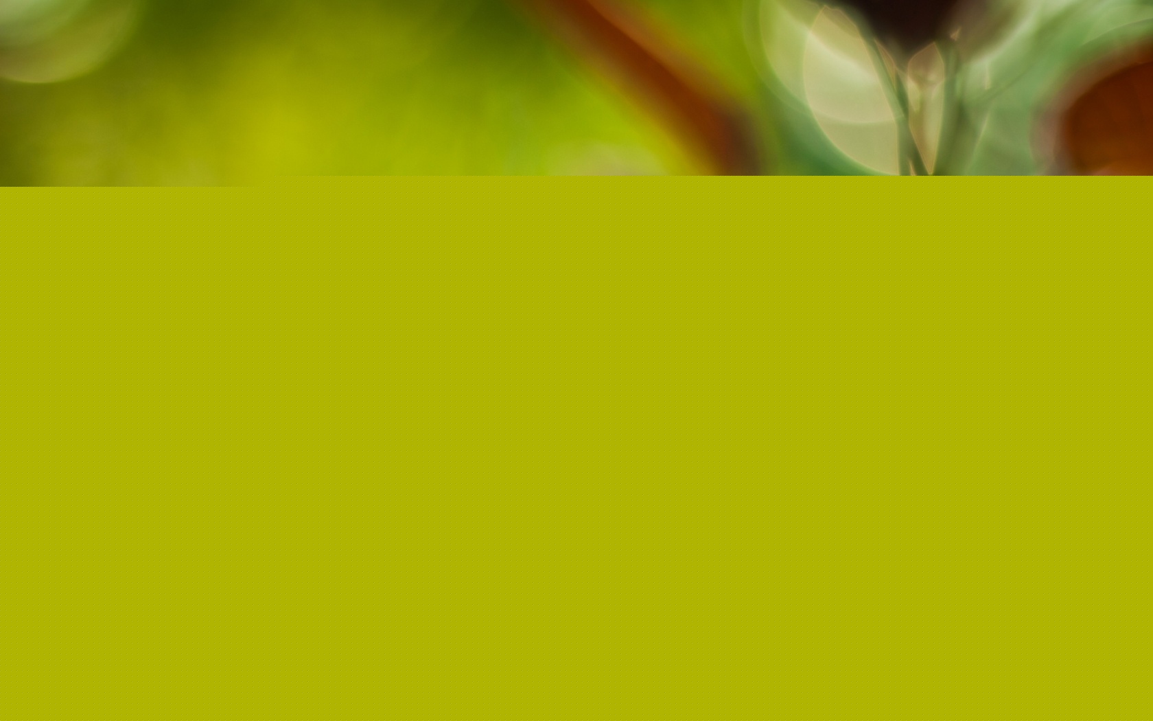 Красные листья обои