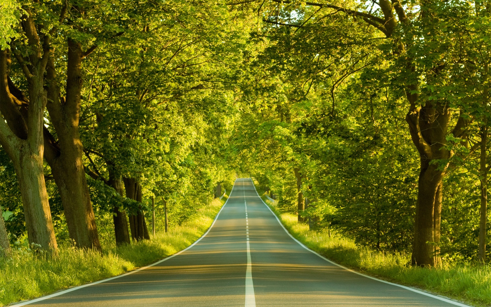 Под горку и в лес обои