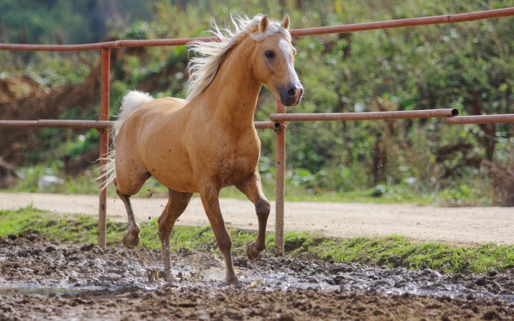 Молодая лошадь в загоне обои