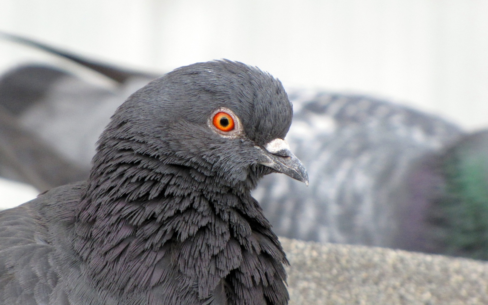 Смотрит в самую душу обои