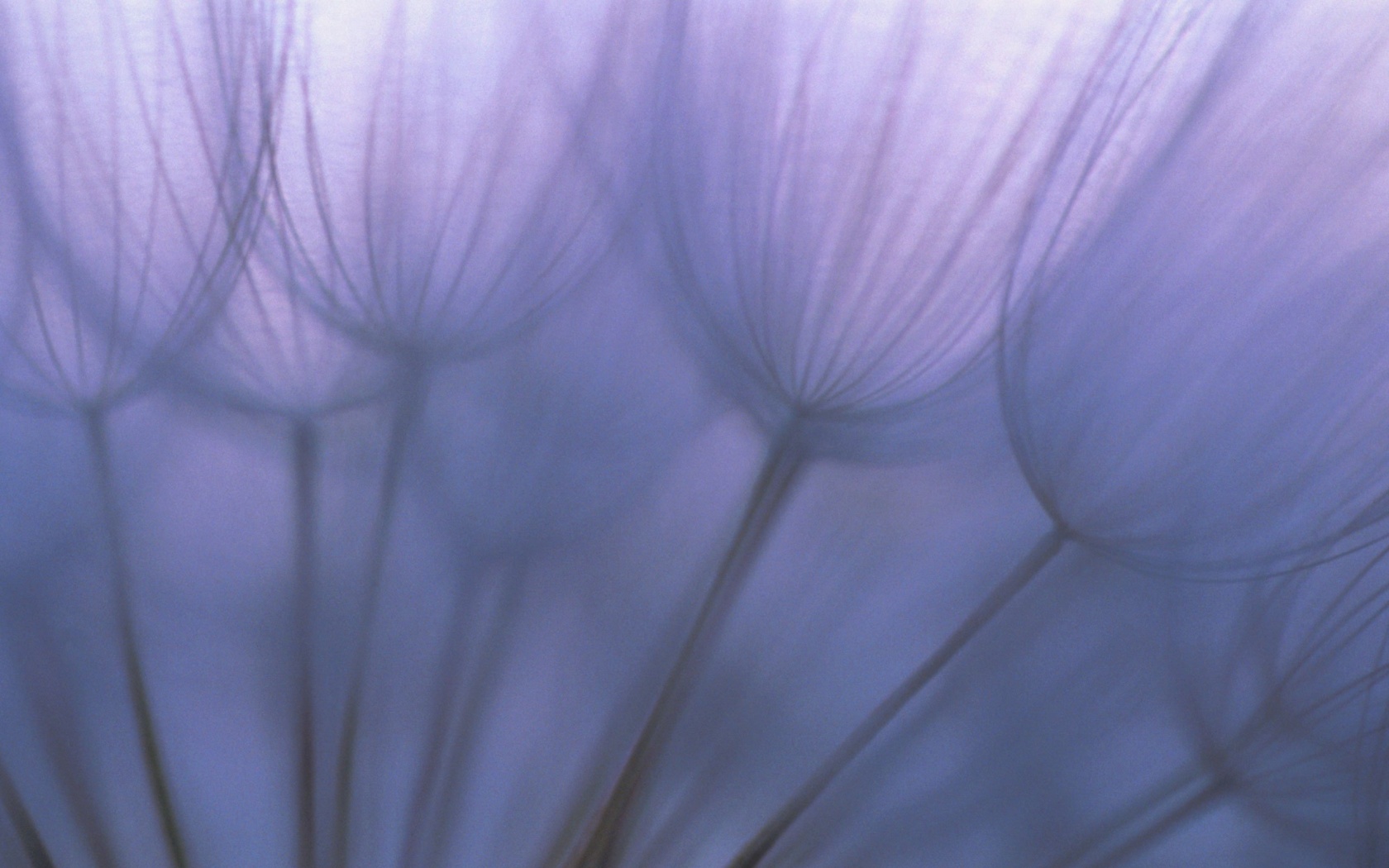 Рисунок одуванчика обои