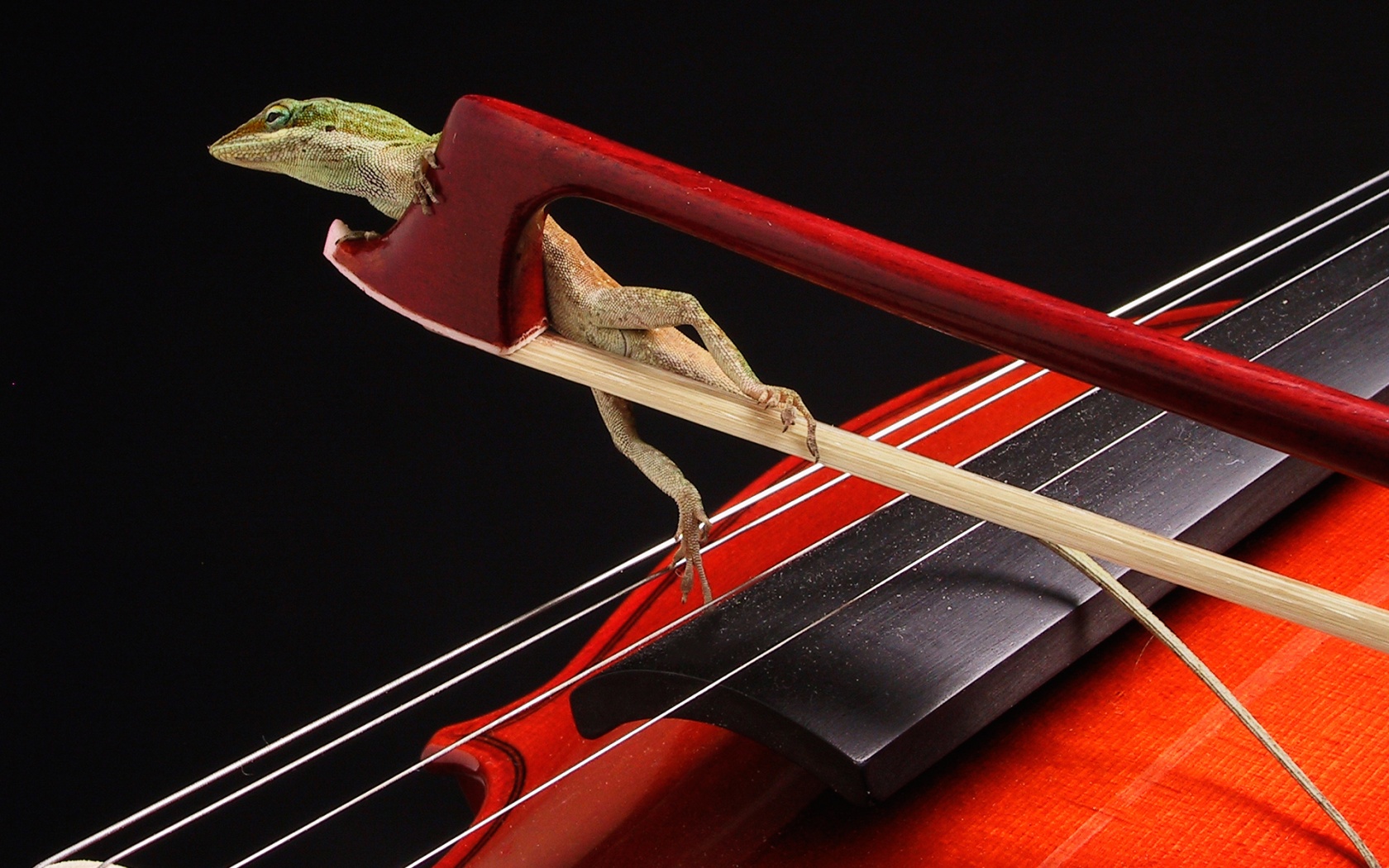 Ящерка на виолончели обои