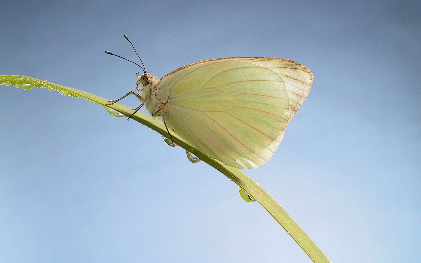 Жёлтая бабочка на стебельке обои