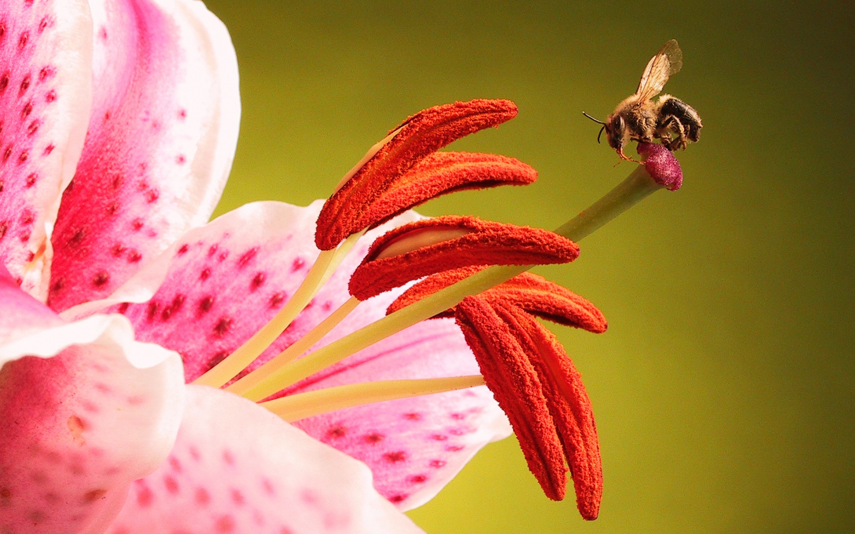 Трудолюбивая пчела на прекрасном цветке обои
