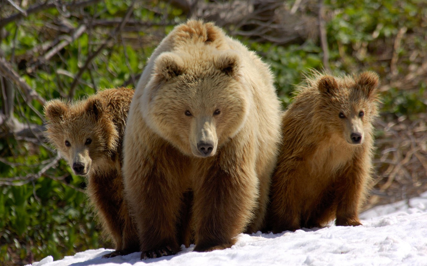 Три медведя обои