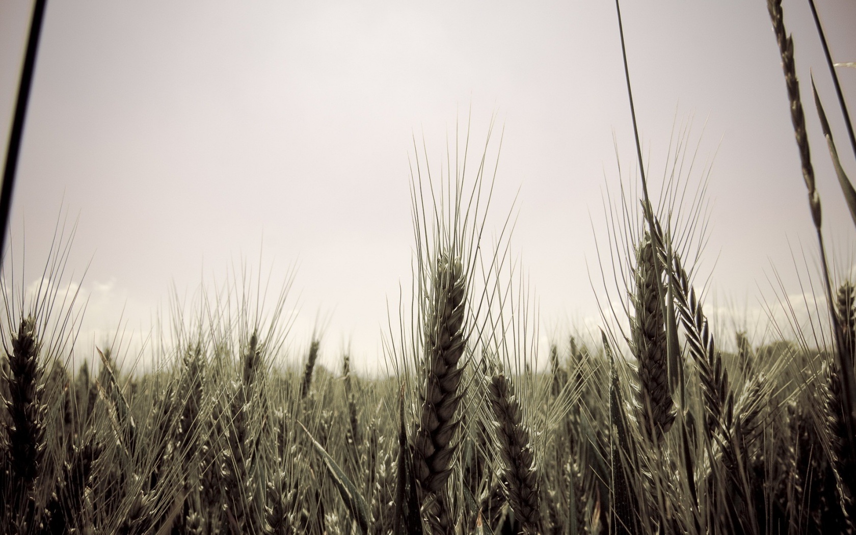 Колосья в поле обои