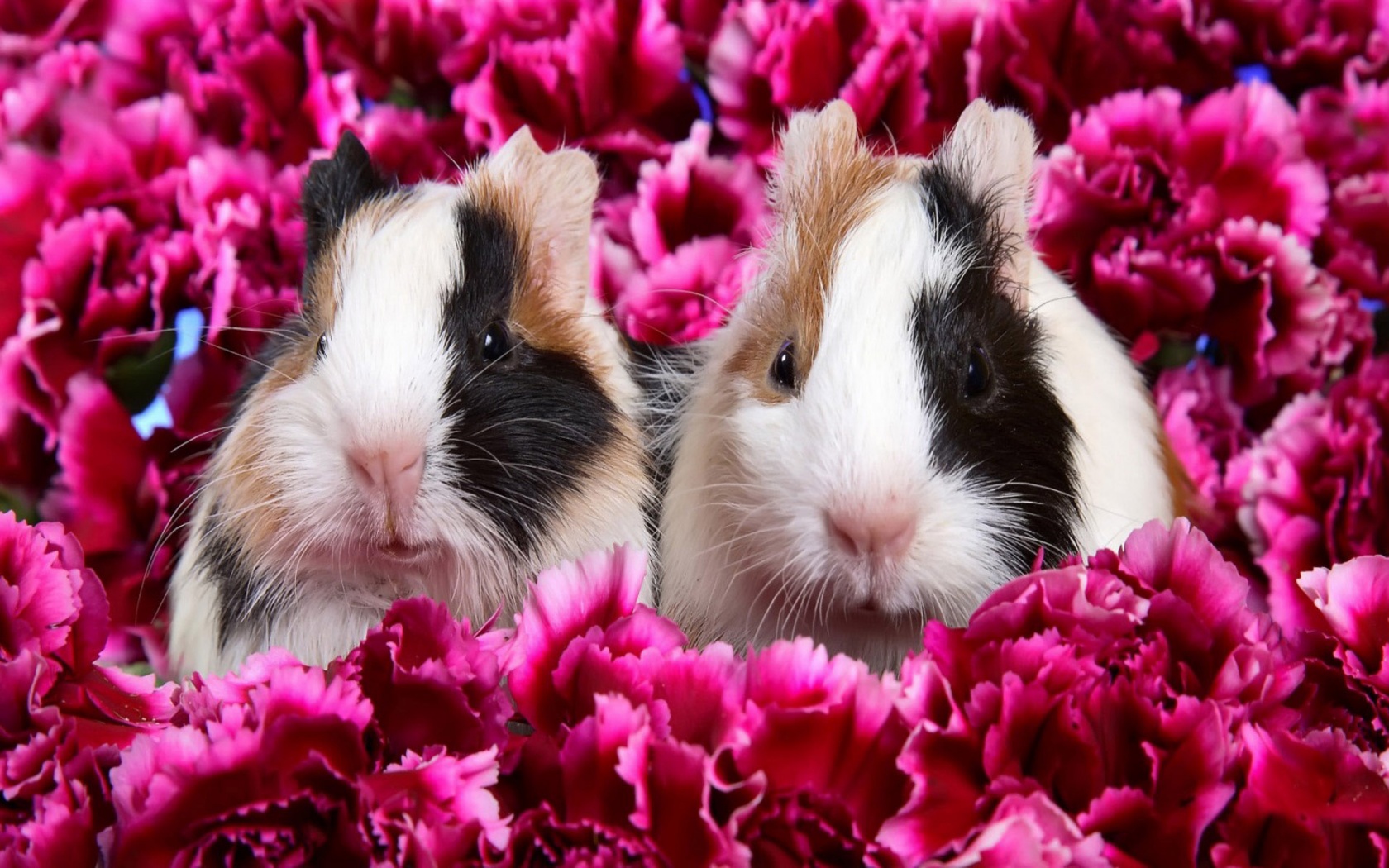 Морские свинки в гвоздиках обои