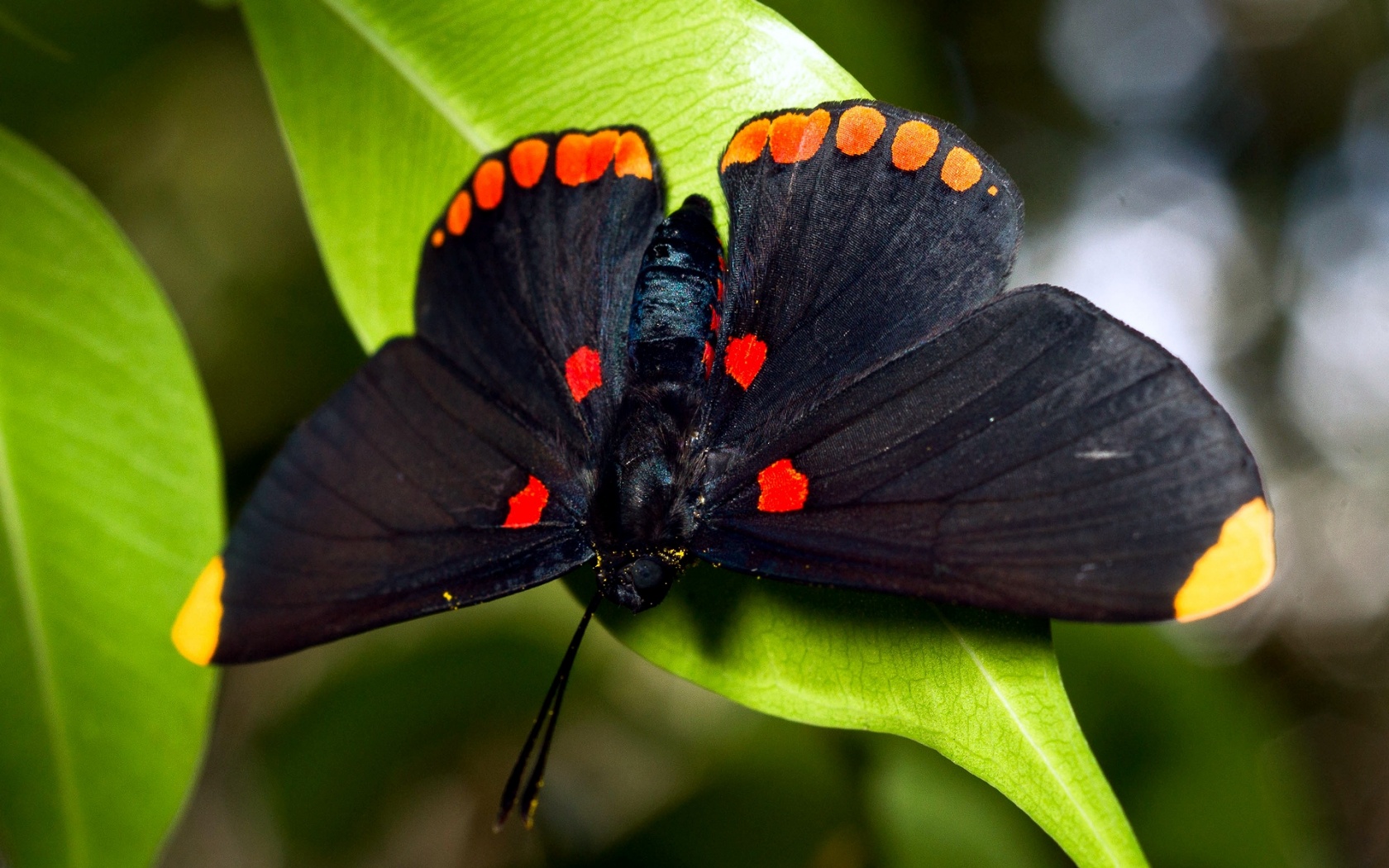 Бабочка на листе обои
