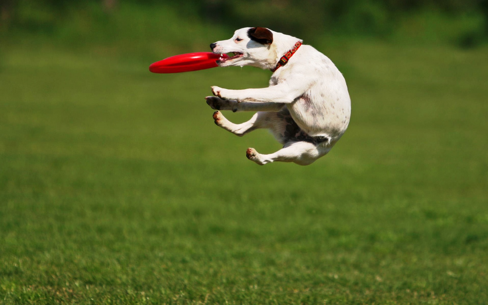 Ловкач обои