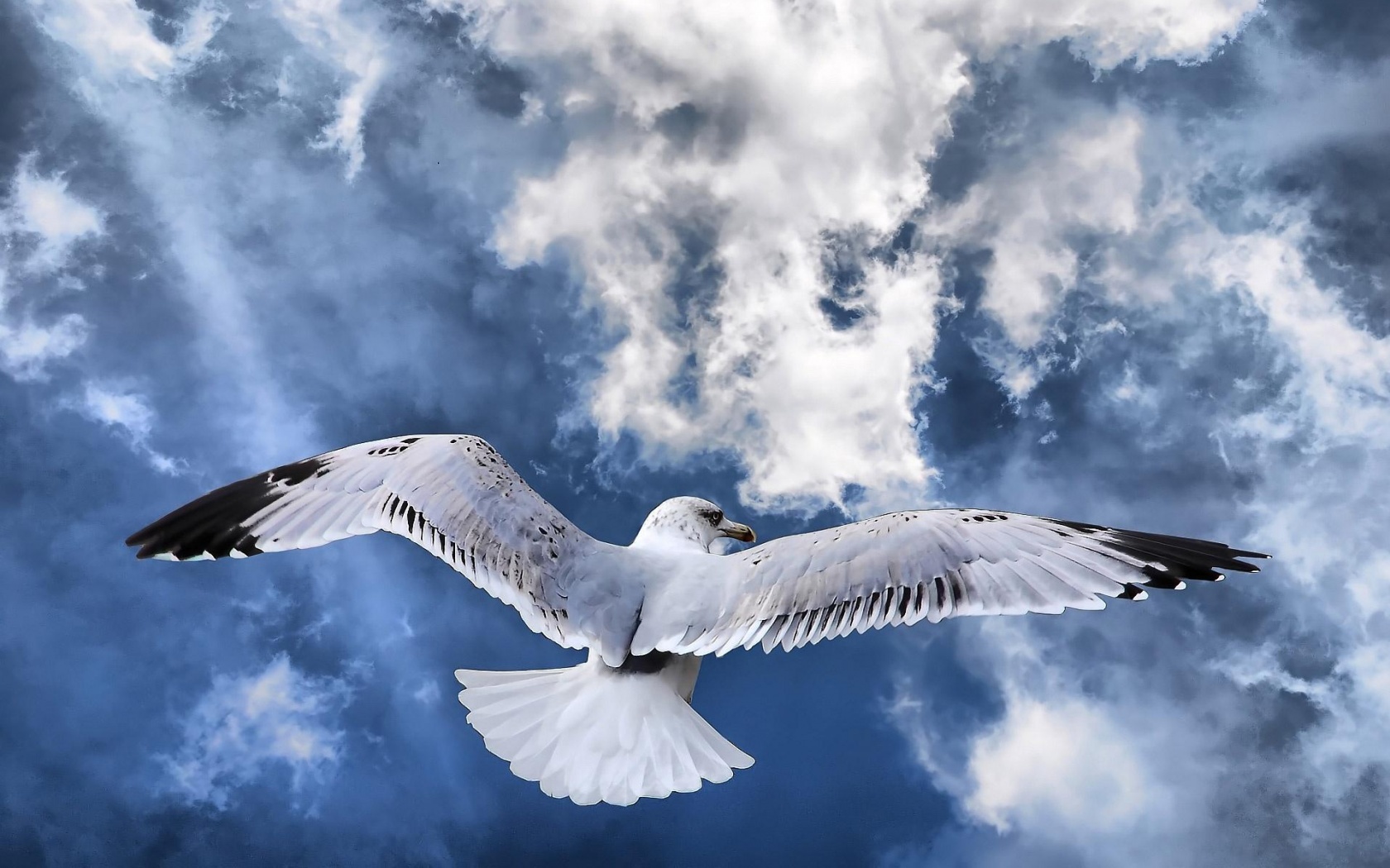 Гордая птица в полете обои