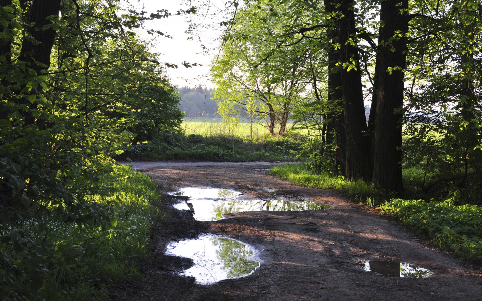 Лесная дорога обои