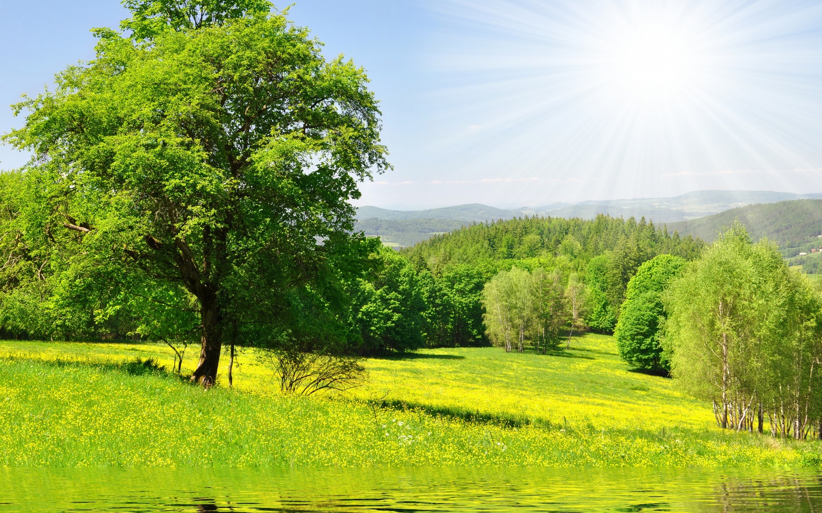 Дерево у воды обои