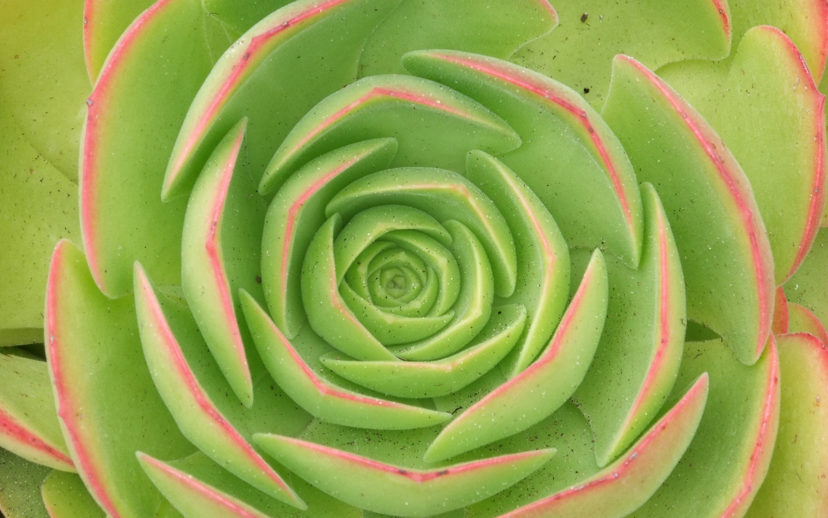 Зеленый цветок обои