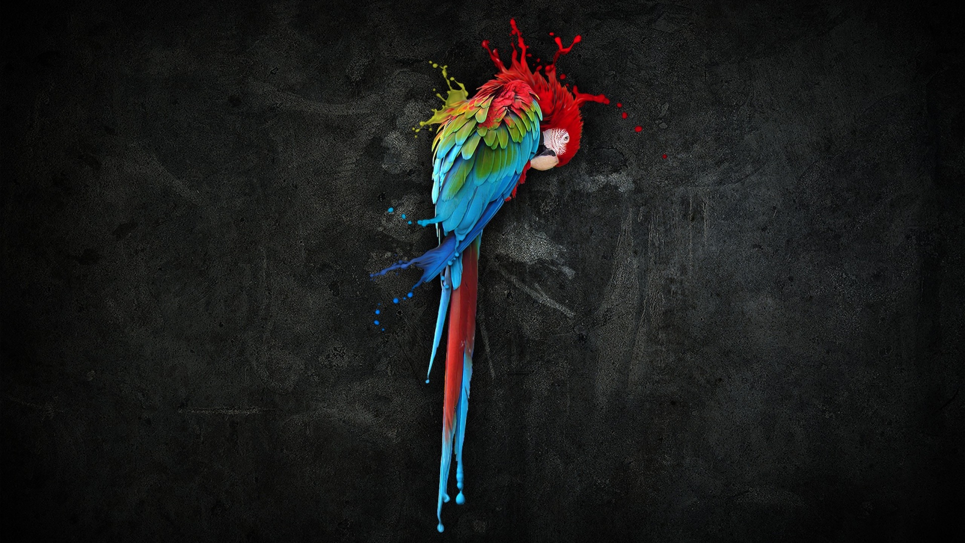 Попугай обои