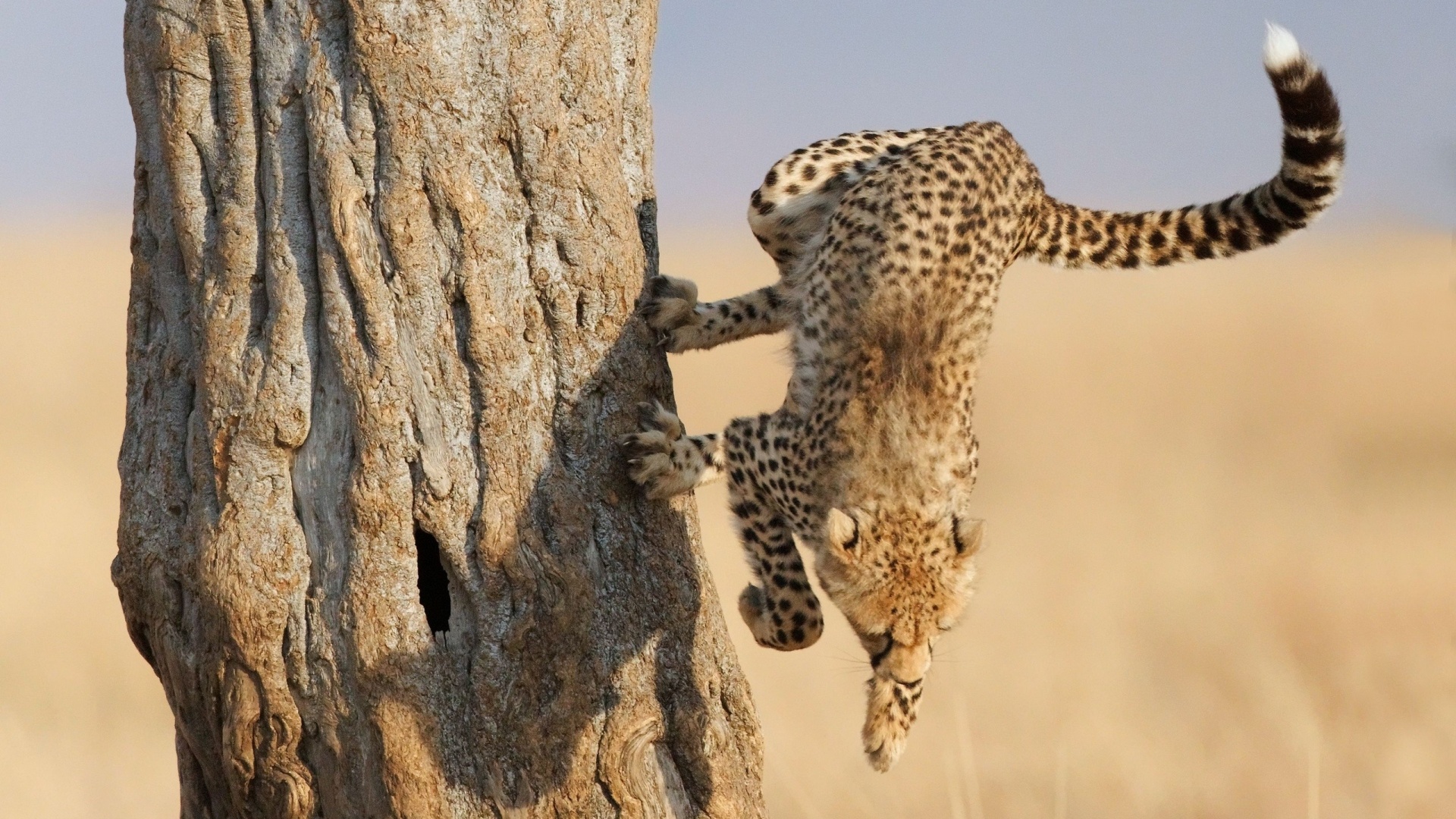 Скалолаз обои