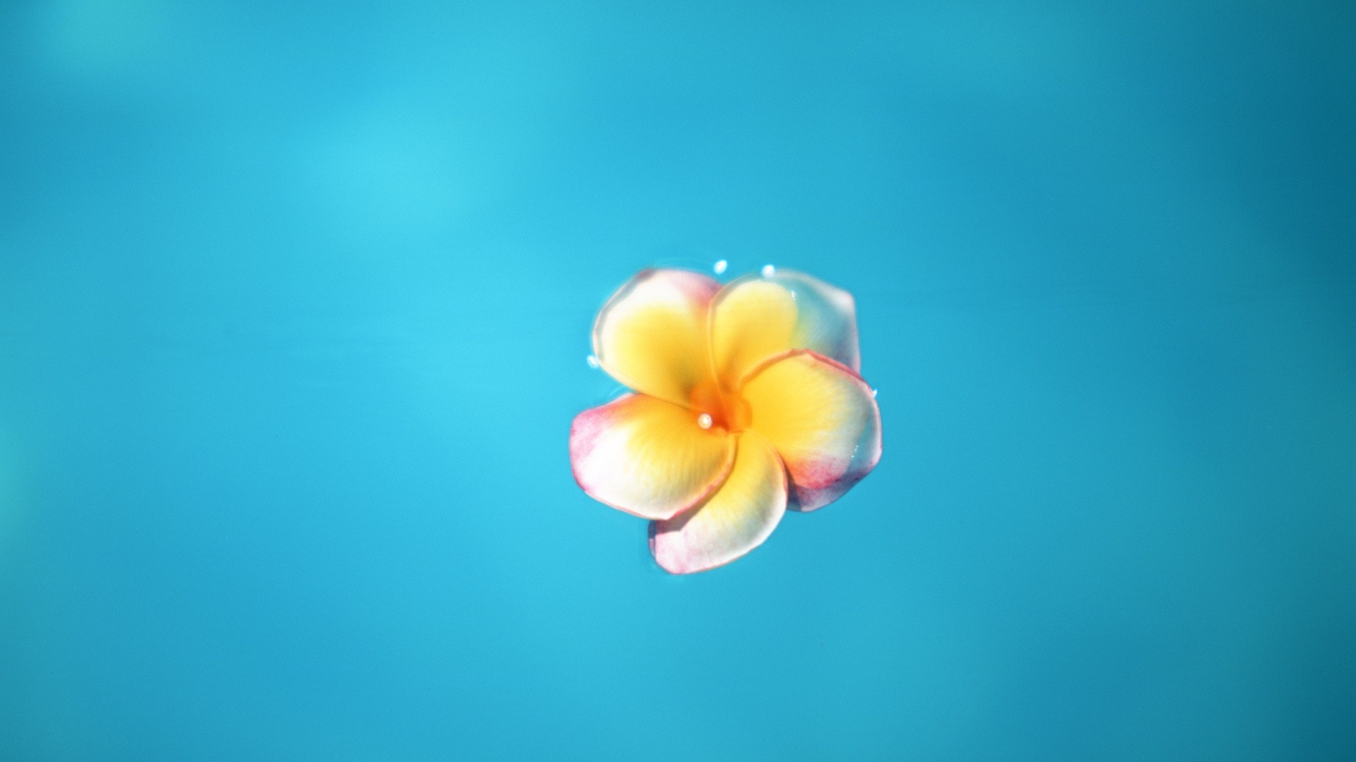 Цветок обои