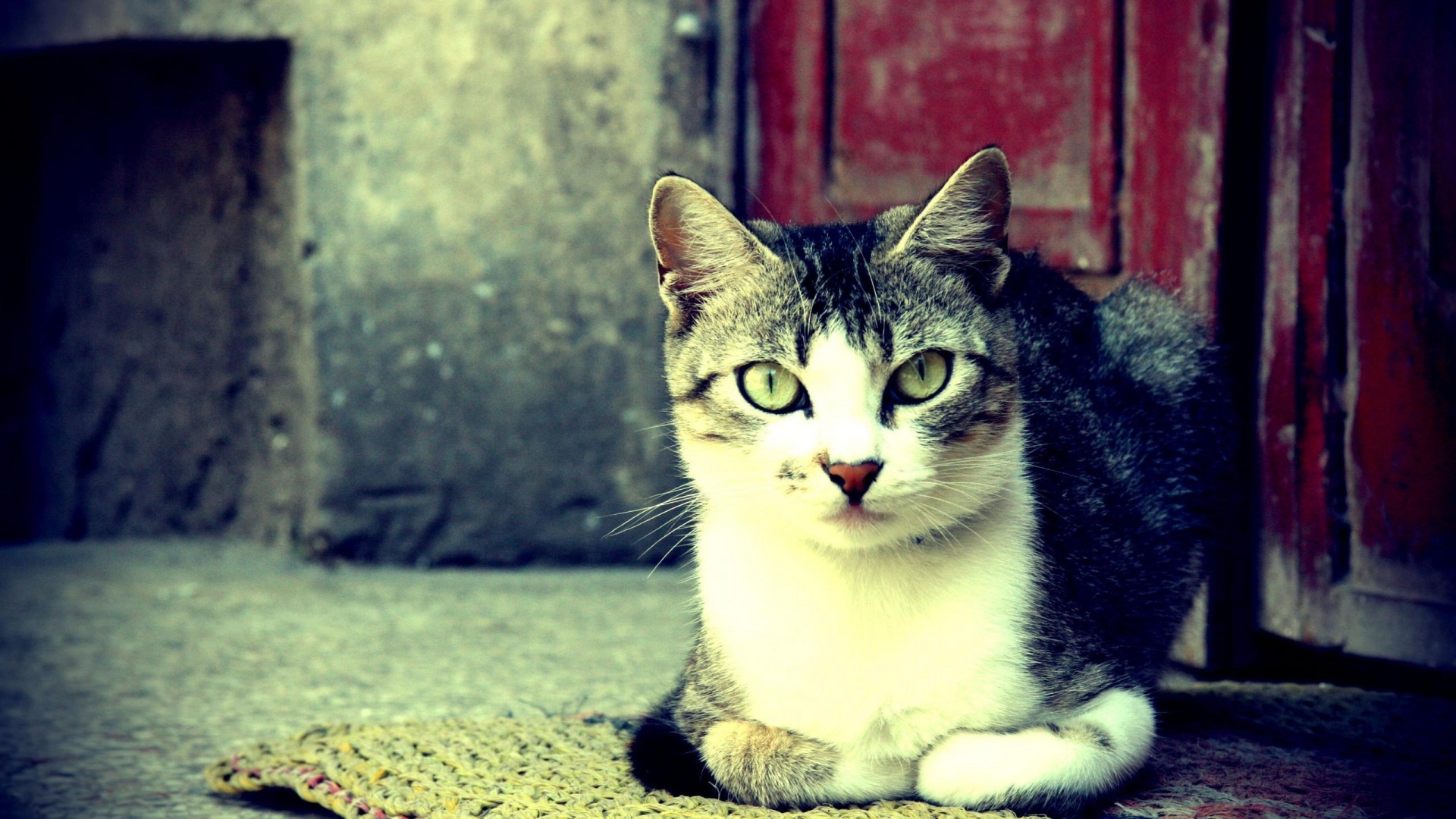 Кошечка на подстилке обои