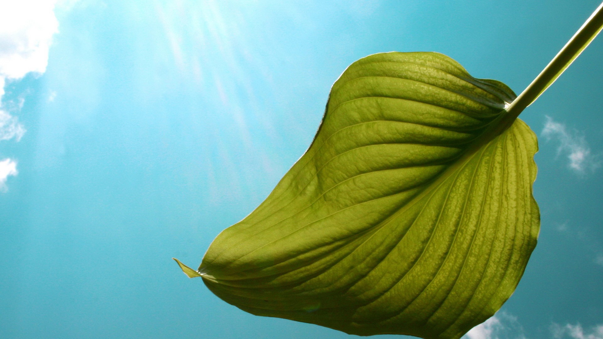 Листик тянется к солнцу обои