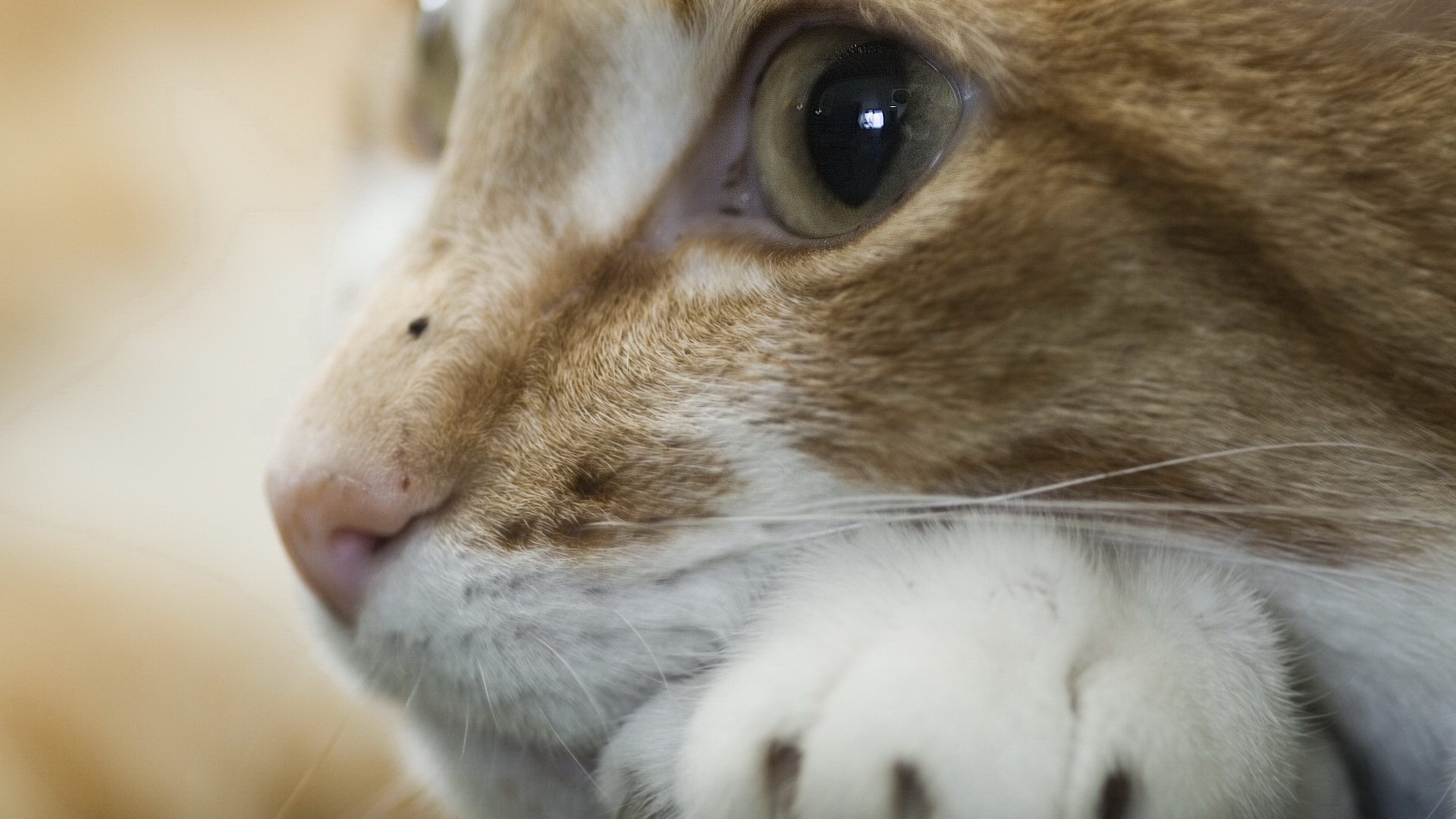 Мордочка на лапаках обои