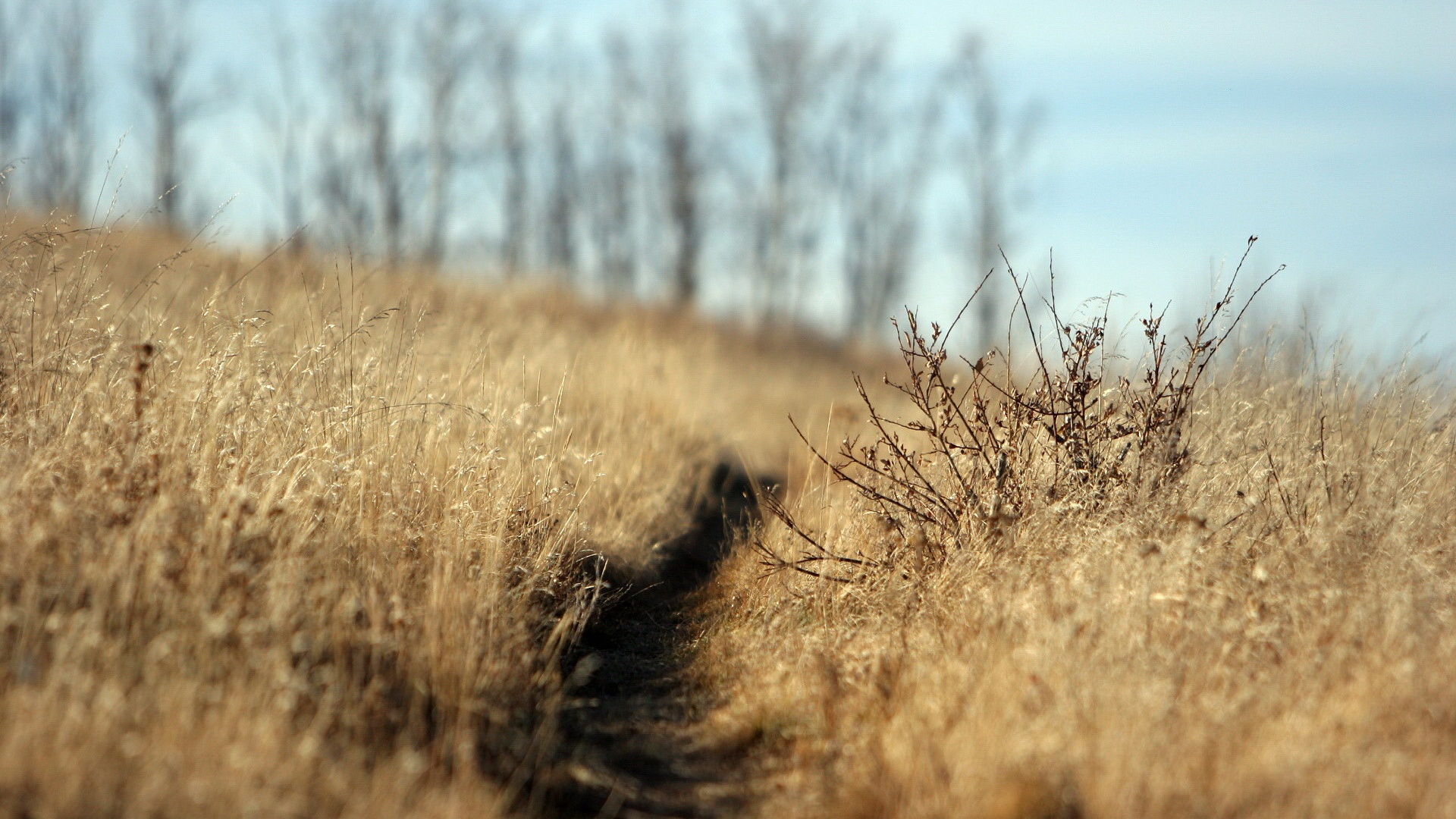 Тропинка в поле обои