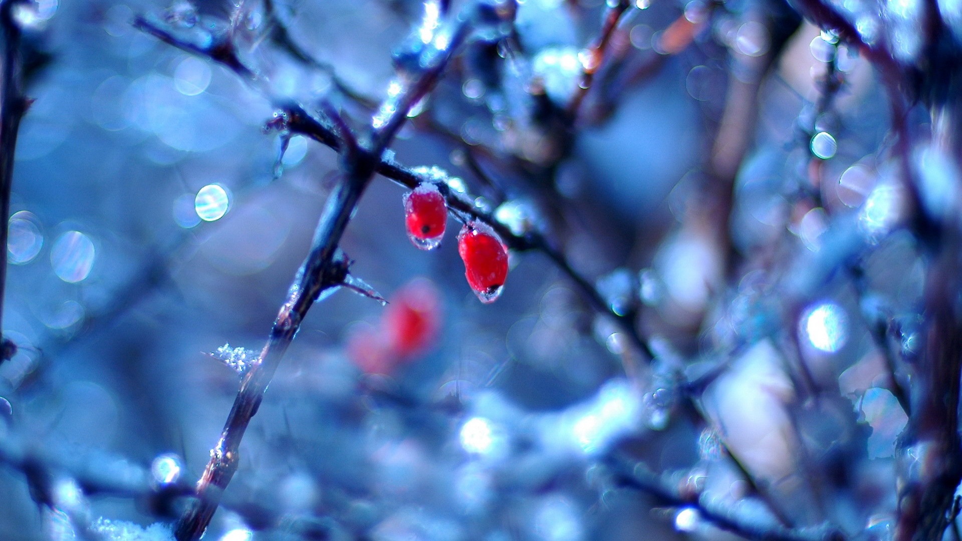 Замерзшие ягоды обои