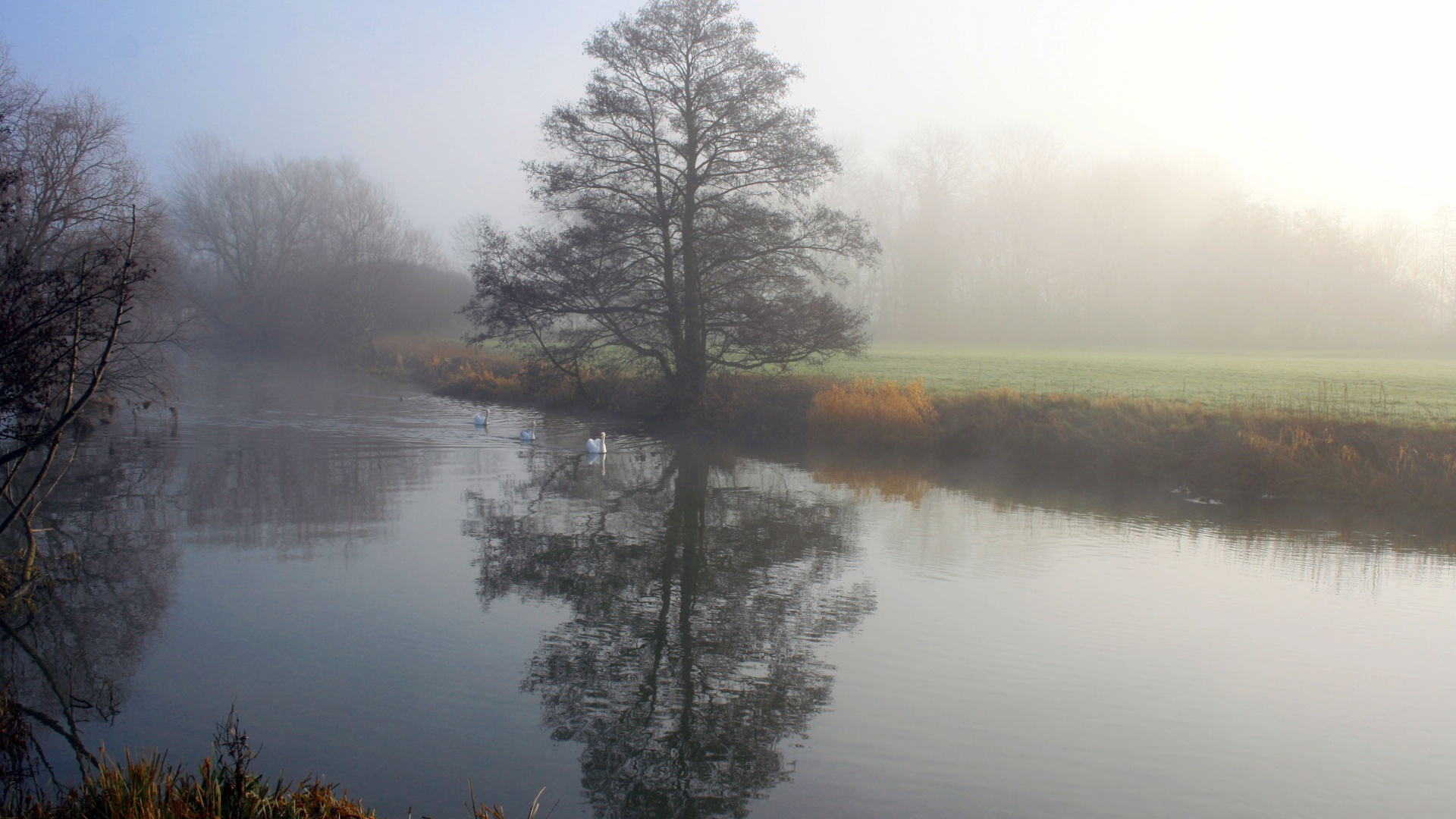 Дерево в тумане обои