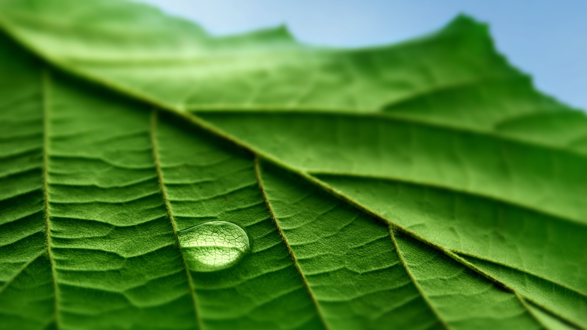 Капля на листе обои