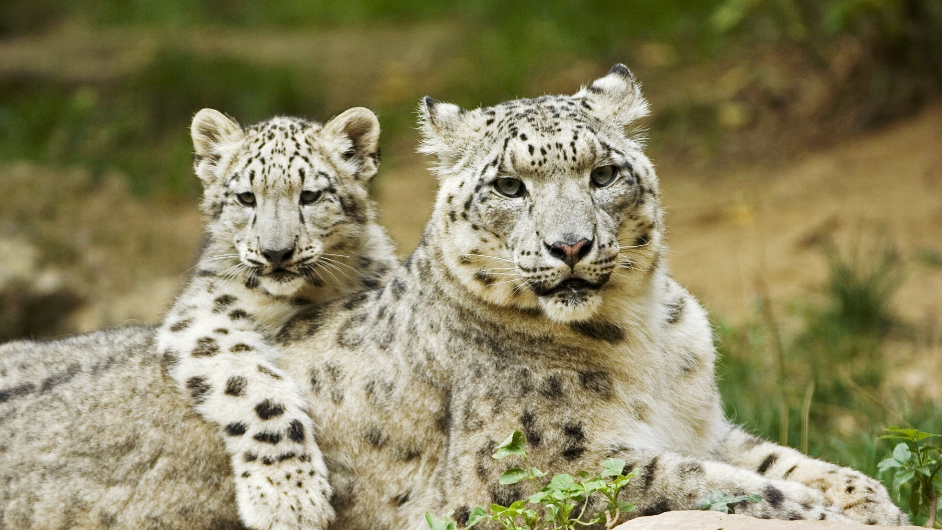 Самка снежного барса с котенком обои