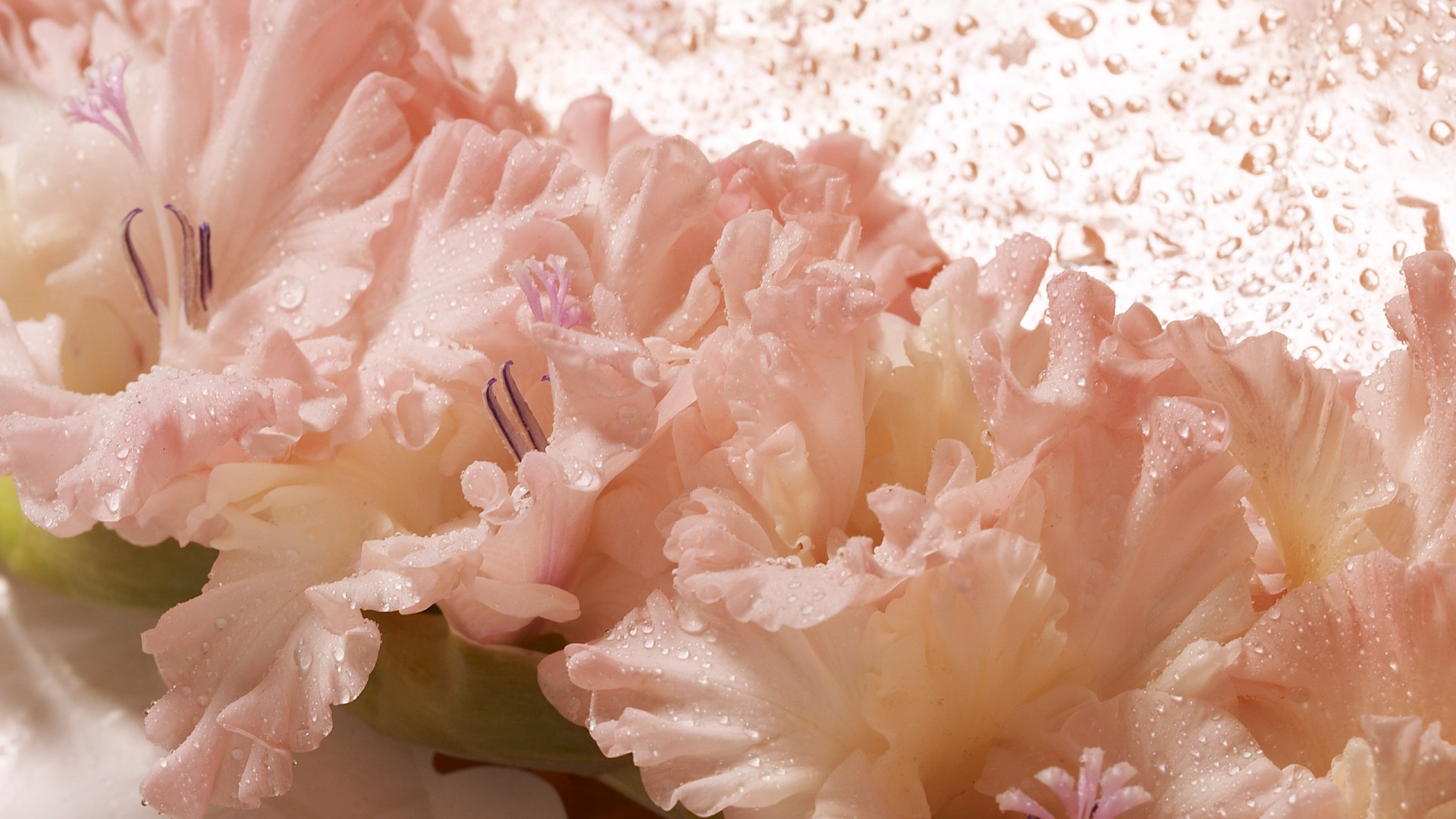 Гладиолус обои