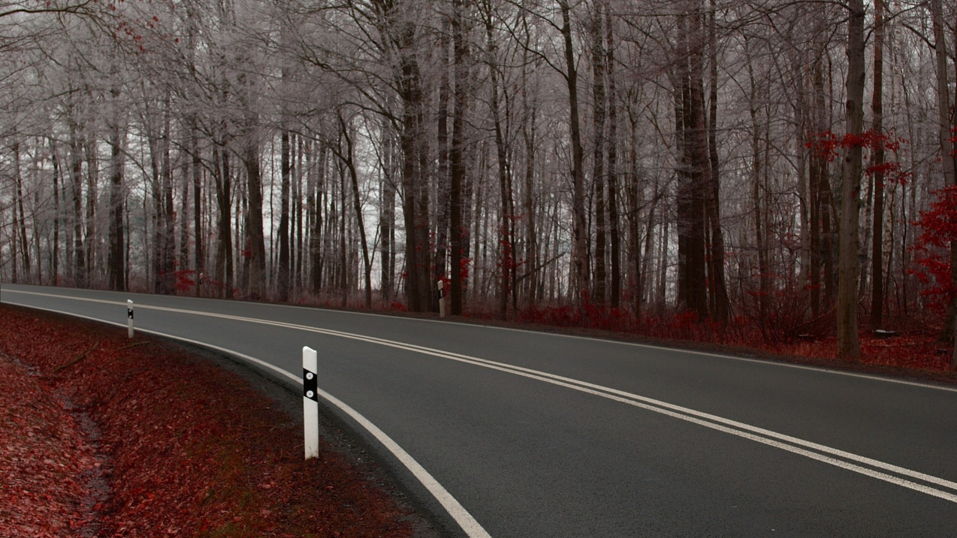 Дорога в осеннем лесу обои