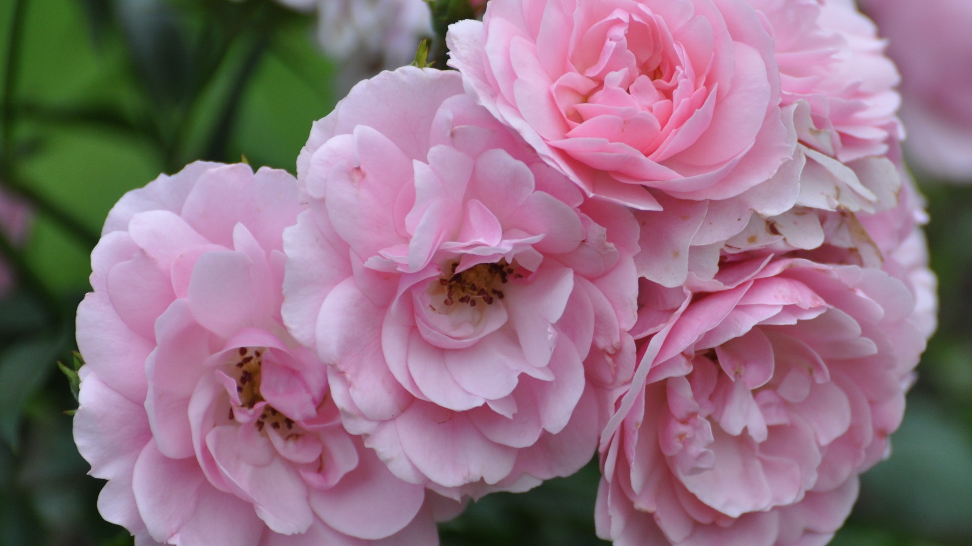 Розовые цветы обои