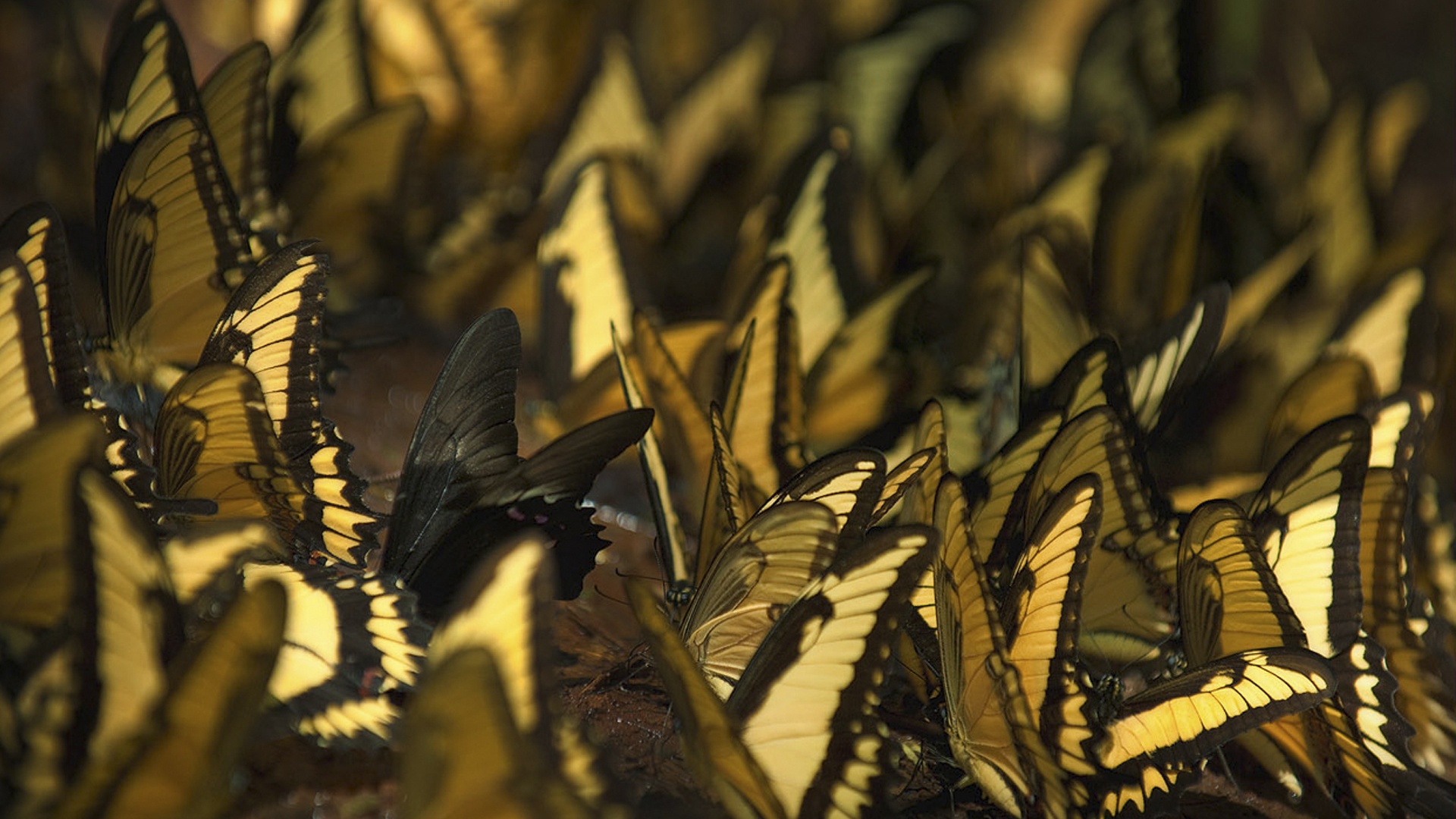 Стая бабочек обои