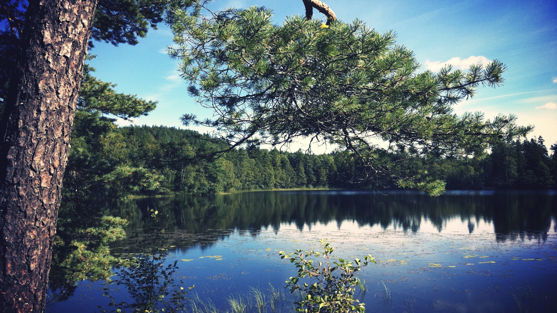 Ветка сосны над озером обои