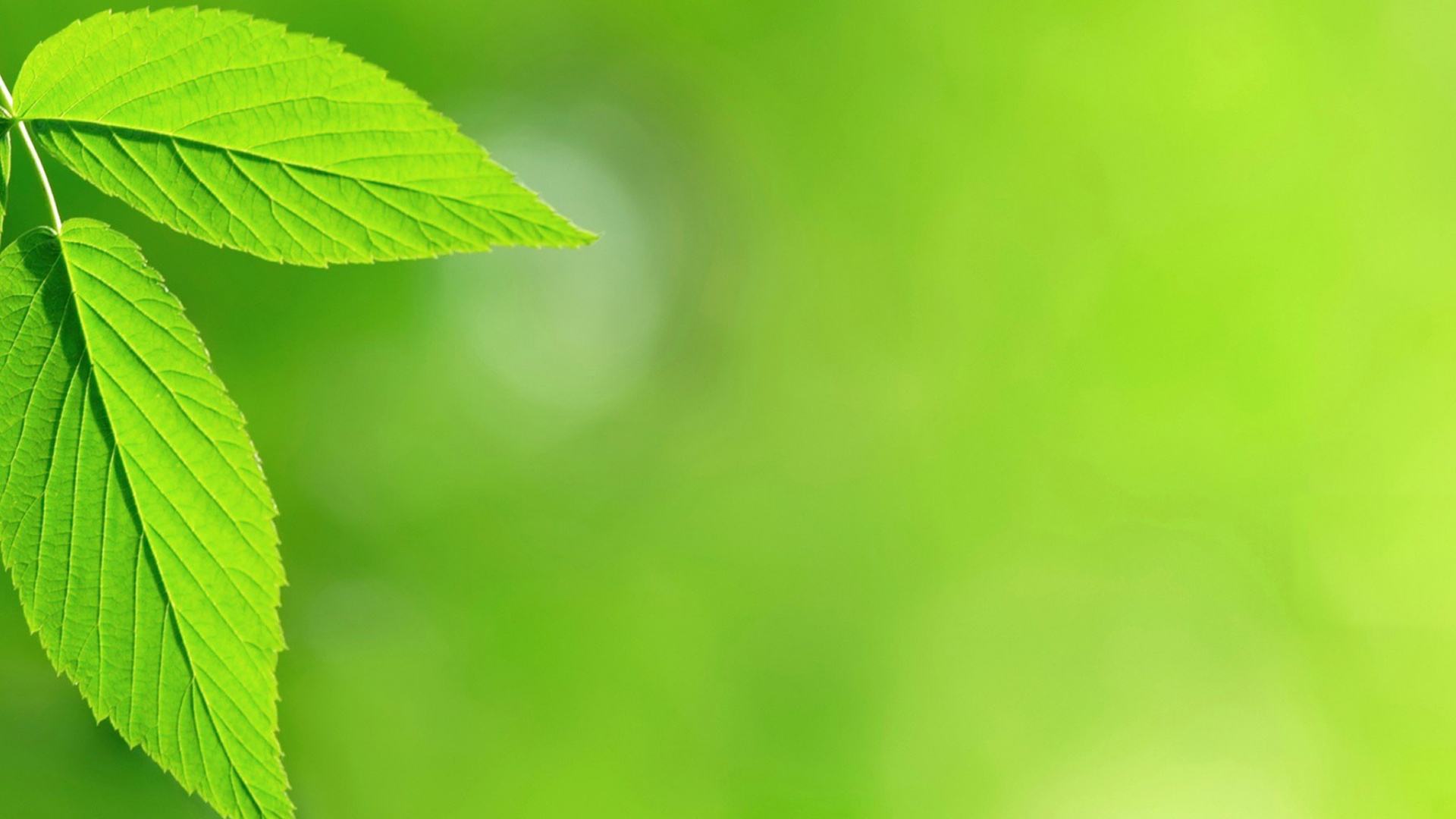 Два листа обои