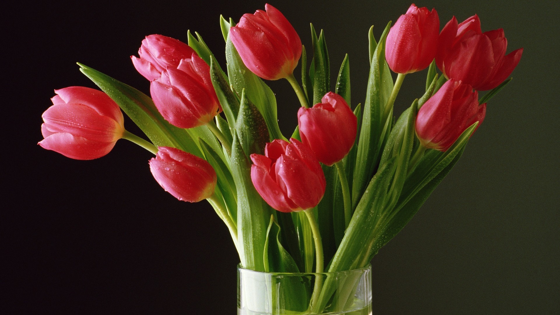 Букет тюльпанов обои