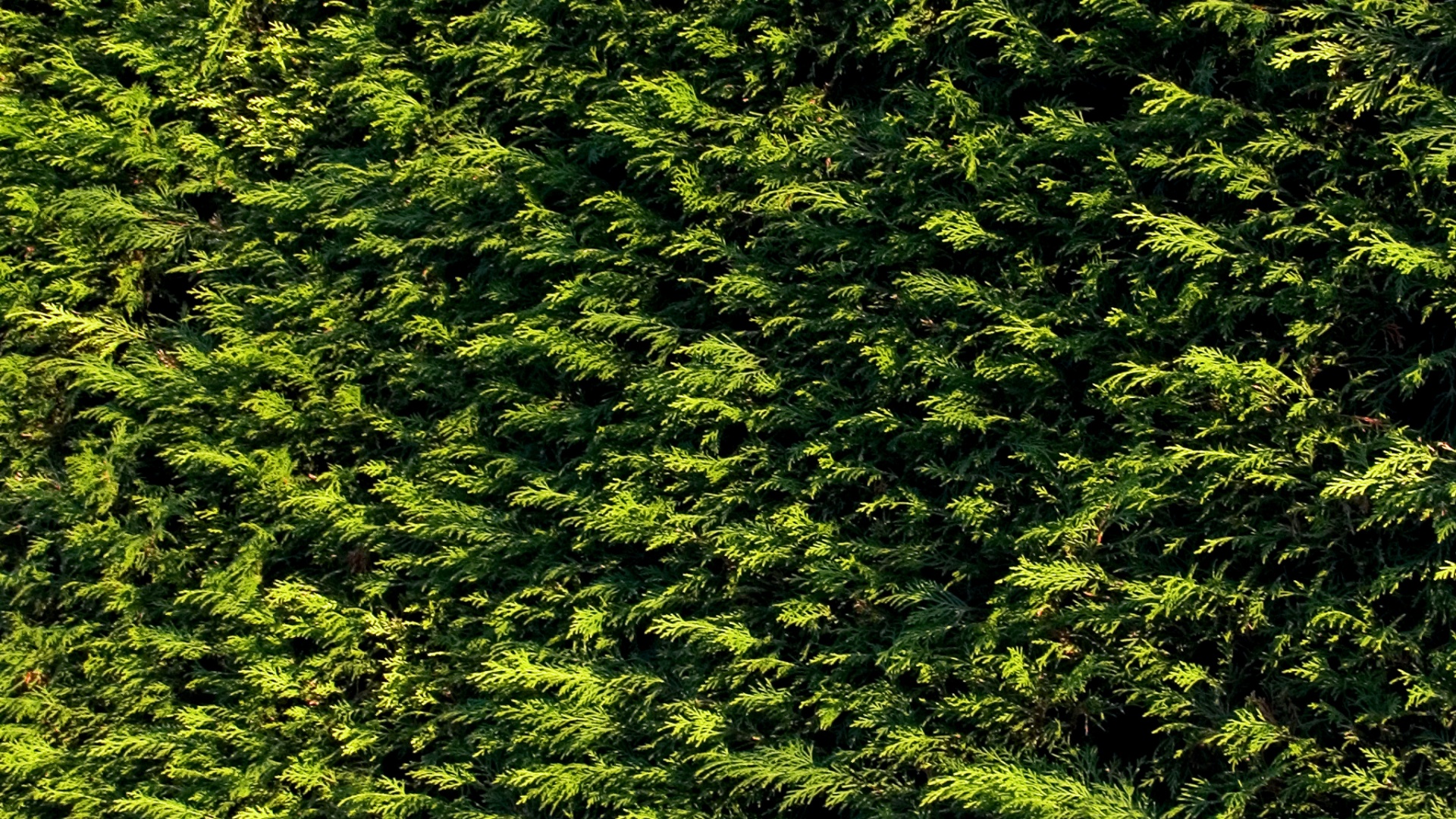 Густые хвойные заросли обои