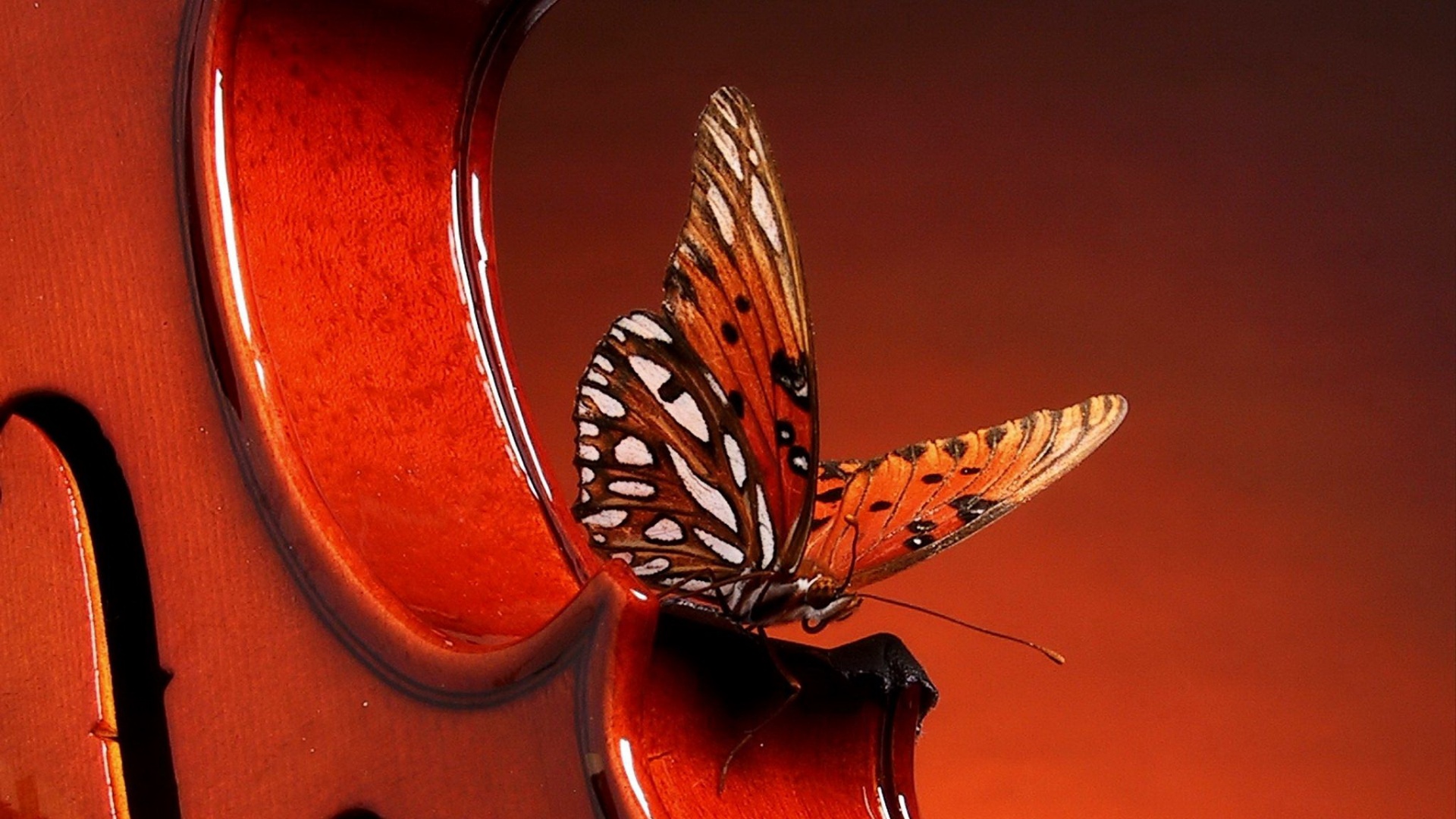 Бабочка на скрипке обои