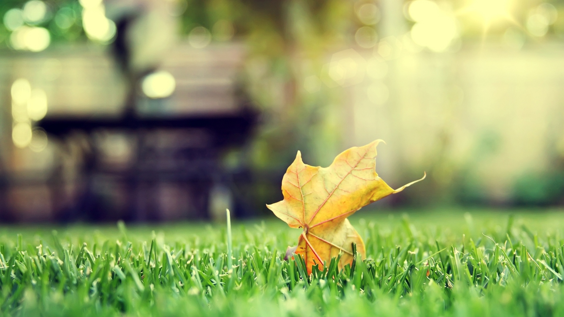 Зеленый лист на траве обои