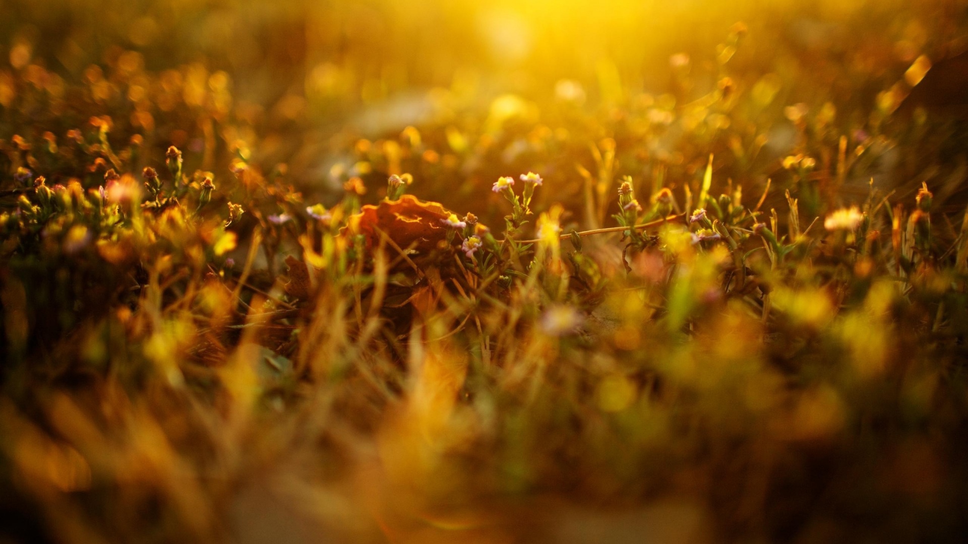 Полевые цветы в закатном солнце обои