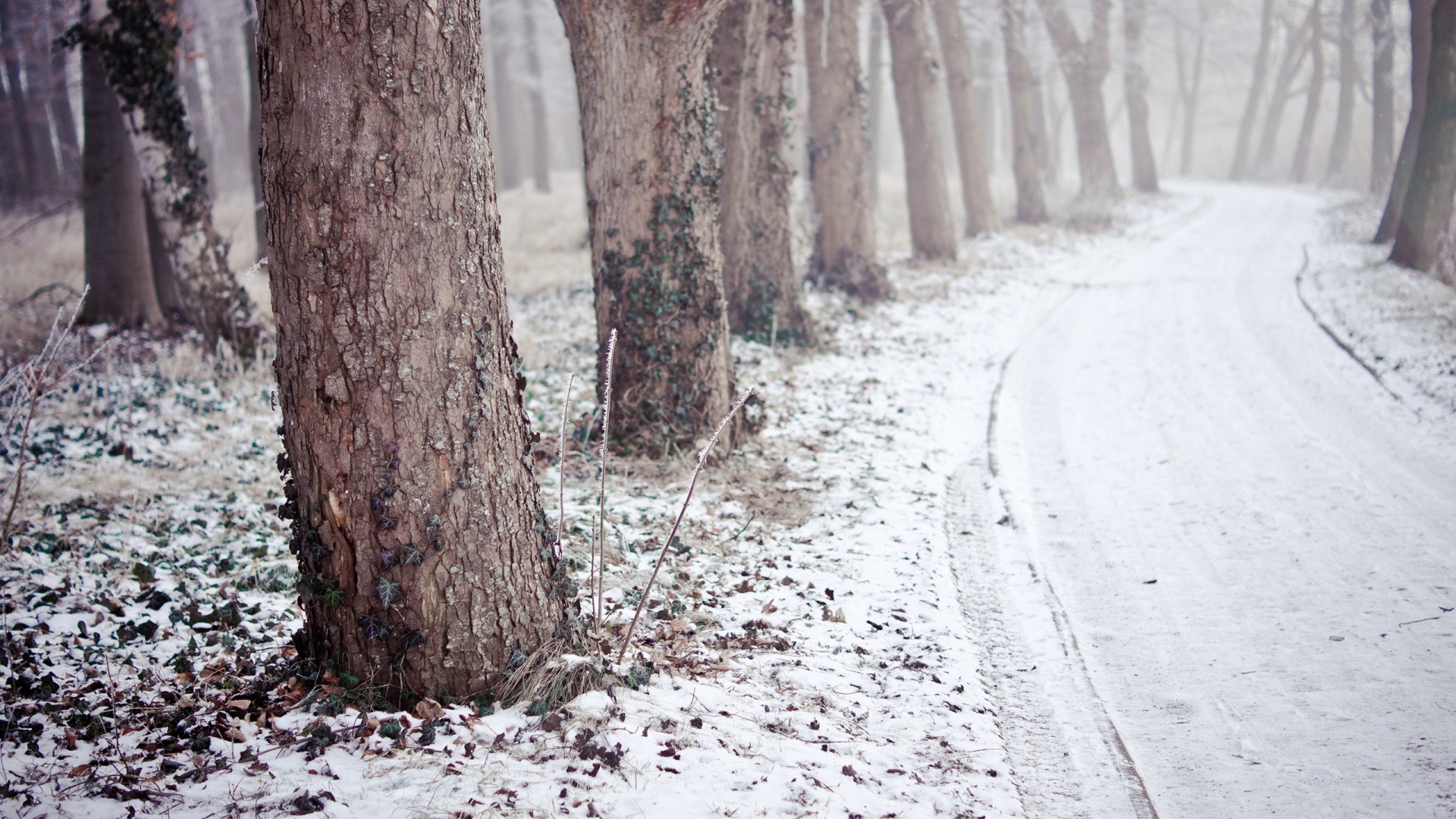 Дорога в зимнем лесу обои