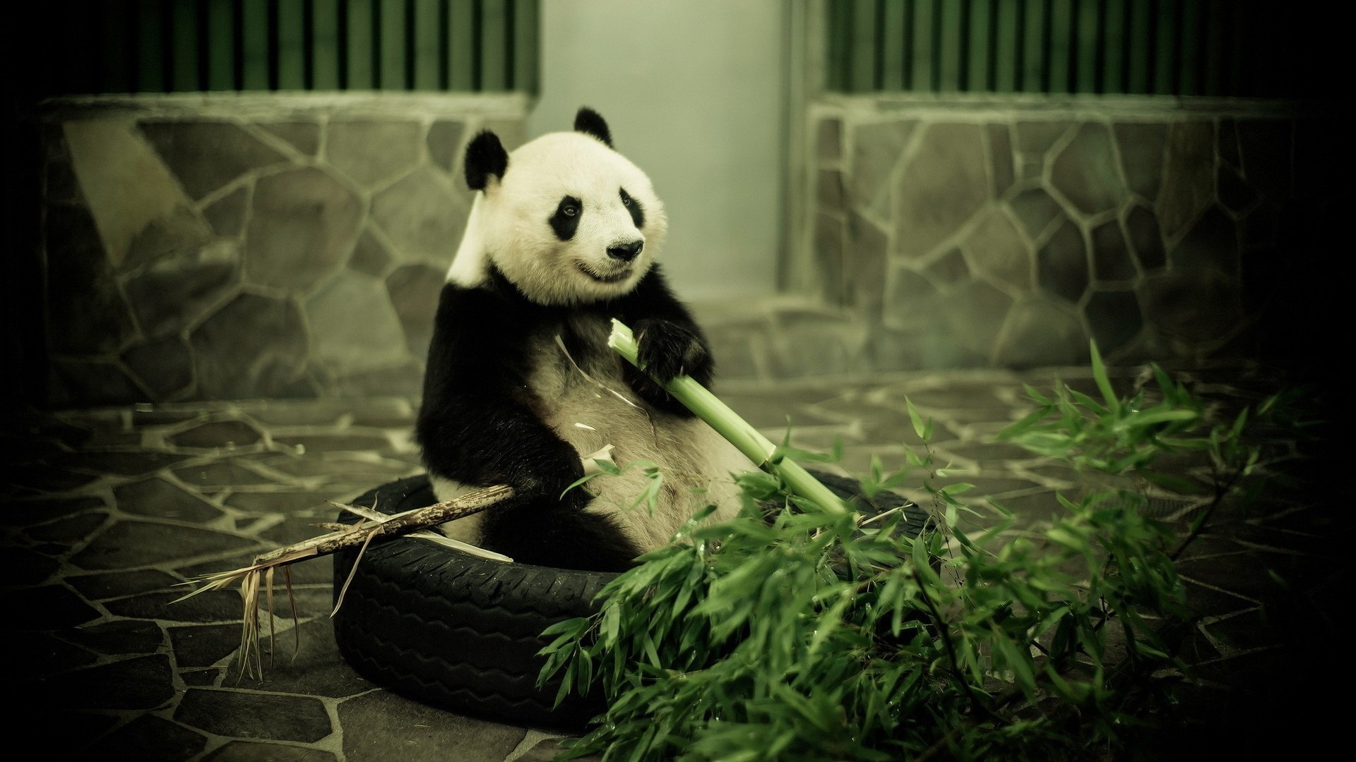 Панда точит бамбук обои