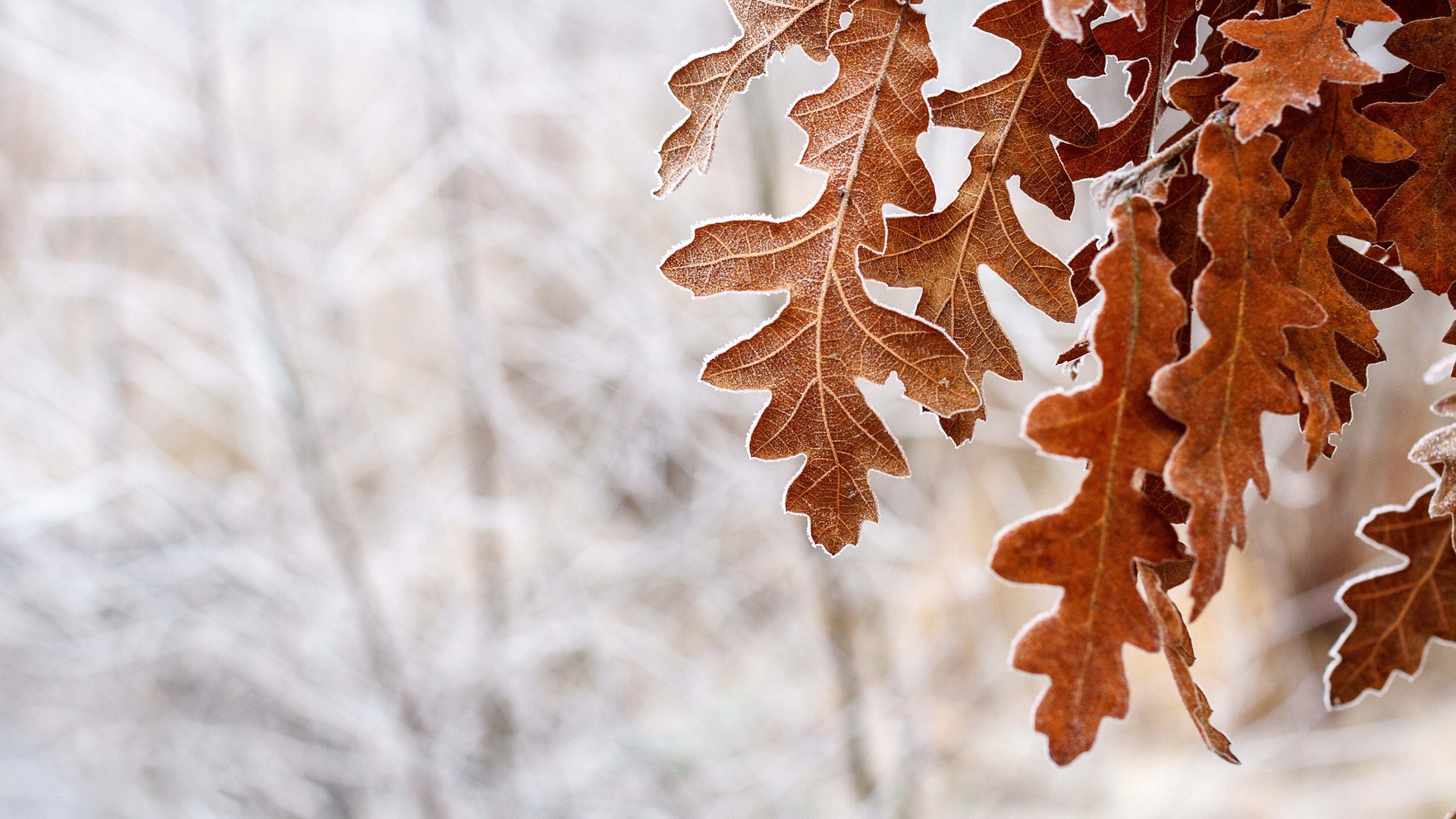 Дубовые листья обои
