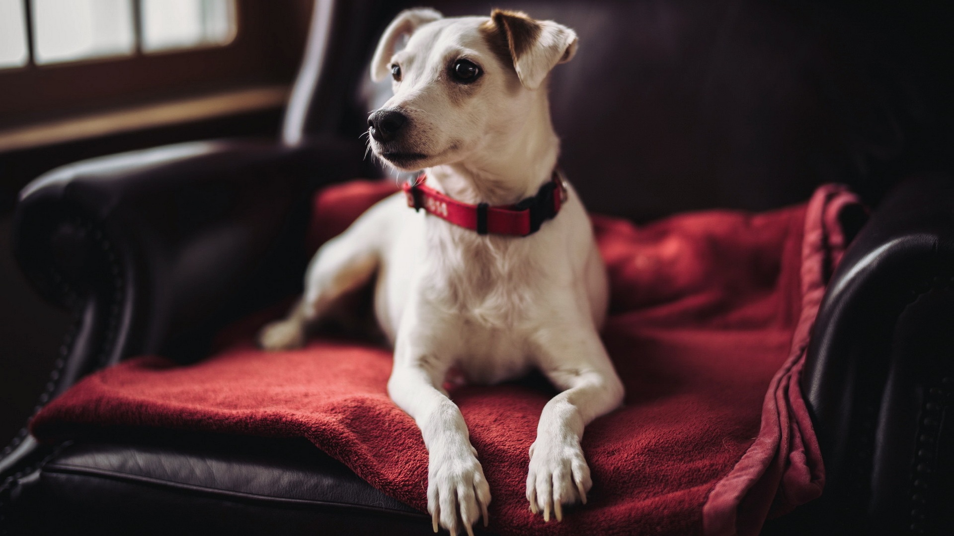 Собака на кресле обои